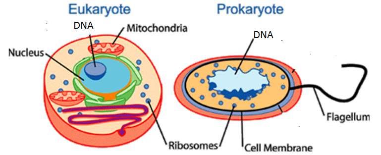 Cell Types Prokaryotic cells DNA, genetic material, is not surrounded by cell membrane Eukaryotic cells ORGANELLES