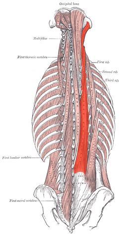Longissimus Function: extends vertebral column, laterally flexes vertebral column Origin: