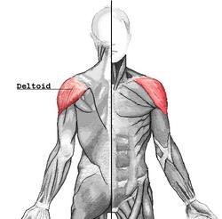 Deltoid (Delts) Function: Raises the upper arm Origin: the spine