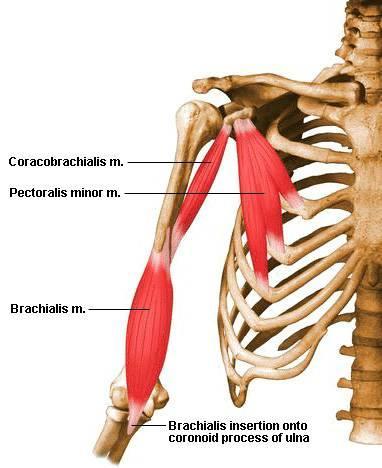 Coracobrachialis Function: Flexes the arm at shoulder, Adducts the