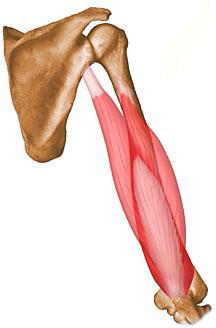 Triceps Function: extends/straight ens arm (posterior)