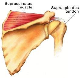 Supraspinatus Function: Abducts the arm Origin: Supraspinous