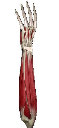 Extensor Carpi Function: Opens the hand and fingers and extends the