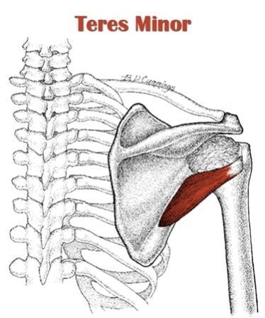 Teres Minor Function: Rotates arm laterally Origin: