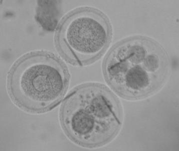 2 Figure 1 Viable embryos assessed by Trypan blue exclusion Figure 2 Viable