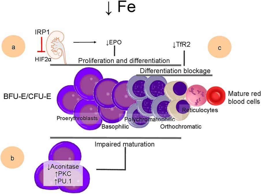 IUBMB LIFE FIG 8 Mechanisms for regulation of erythropoiesis by iron.