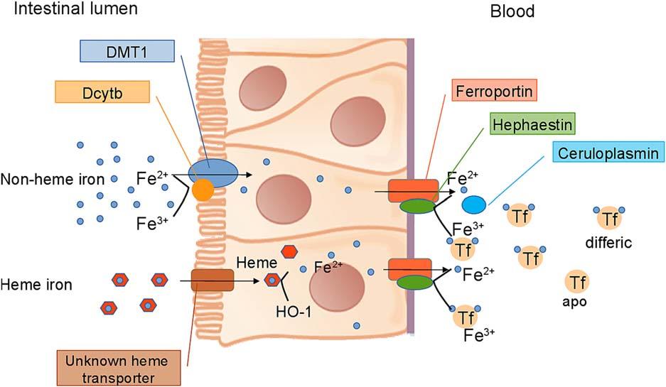 FIG 2 Dietary iron absorption. Ferric iron is reduced in the intestinal lumen by Dcytb or other ferrireductases. Ferrous iron is then transported across the apical membrane of enterocytes by DMT1.
