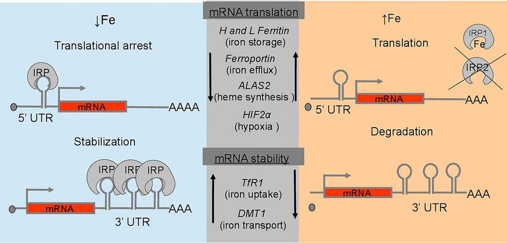 FIG 4 Coordinate regulation of cellular iron metabolism by IRE/IRP interactions. In iron-deficient cells, IRPs bind to mrnas encoding ferritin, ferroportin, ALAS2, HIF2a, TfR1 and DMT1.