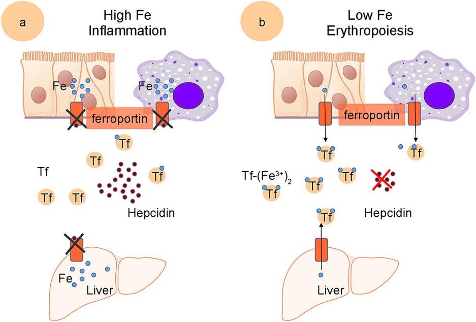 IUBMB LIFE FIG 5 Hepcidin-mediated regulation of iron efflux to the bloodstream.