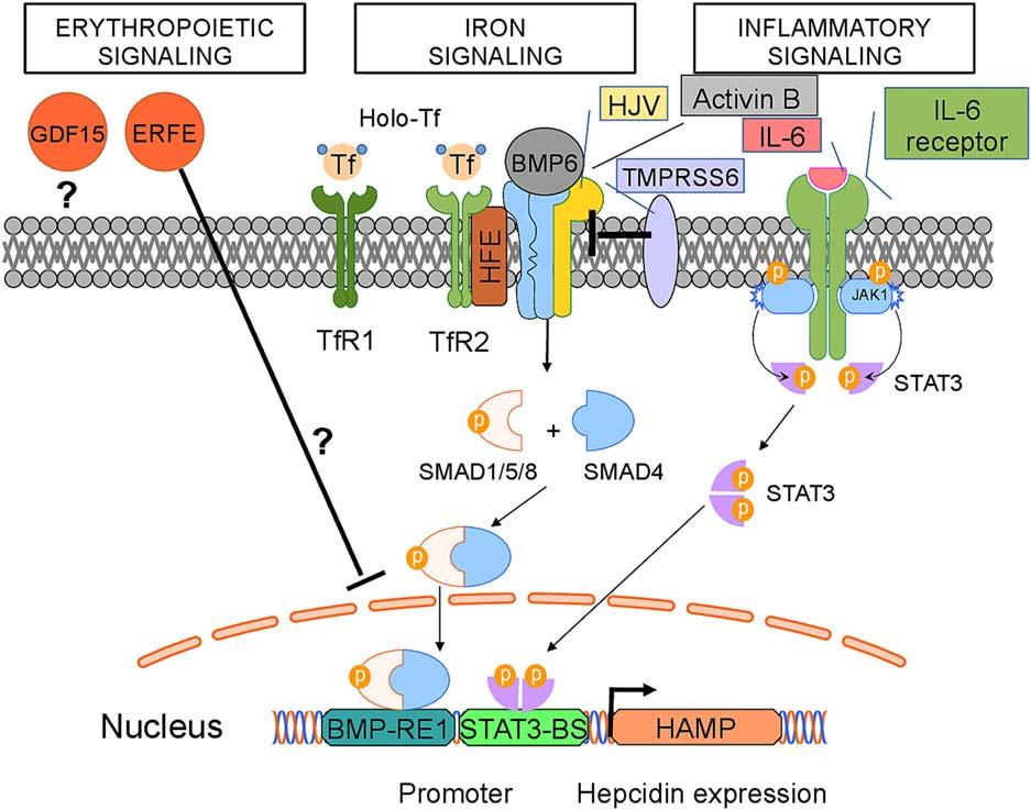 FIG 6 Signaling to hepcidin. High serum or body iron (reflected in BMP6) induce hepcidin mrna transcription via the BMP/SMAD pathway.