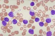 C) Leukocytes (white blood cells WBCs) Hormones: Interleukins Colony-stimulating factors Leukopoiesis (white blood cell formation): Lymphoblast migrate to lymphoid tissue