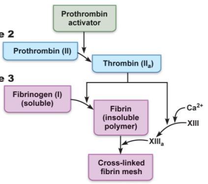 Hemostasis ( stoppage of bleeding ): Series of fast, localized reactions to halt blood loss Step 1: Formation of prothrombin activator Intrinsic pathway: triggered by negatively charged surfaces