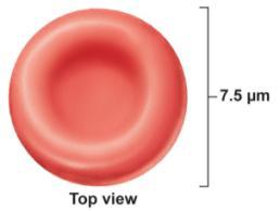 Small (~ 7 m); biconcave ( certs ) Anucleate (lacking nucleus); few organelles Contain hemoglobin (O 2 / CO 2 transport protein) Shape