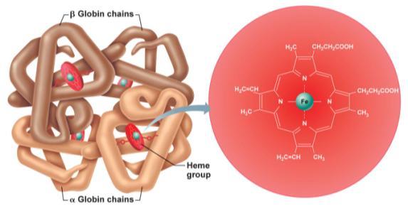 , spectrin) 250 million / cell 4 globins / hemoglobin (2 chains; 2 chains) = 4 molecules O 2 Why maintain hemoglobin in erythrocytes?