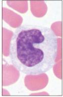 Monocytes (3 8%) Largest of WBCs U-shaped nucleus Function as macrophages