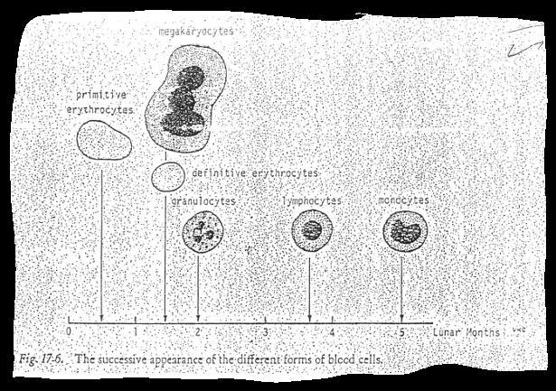 in this figure that: - in the fetal life A. the erythropoiesis mainly occurs in the liver ( 2nd month till birth ). B. at the beginning of fetal life erythropoiesis occurs in the yolk sac. C.