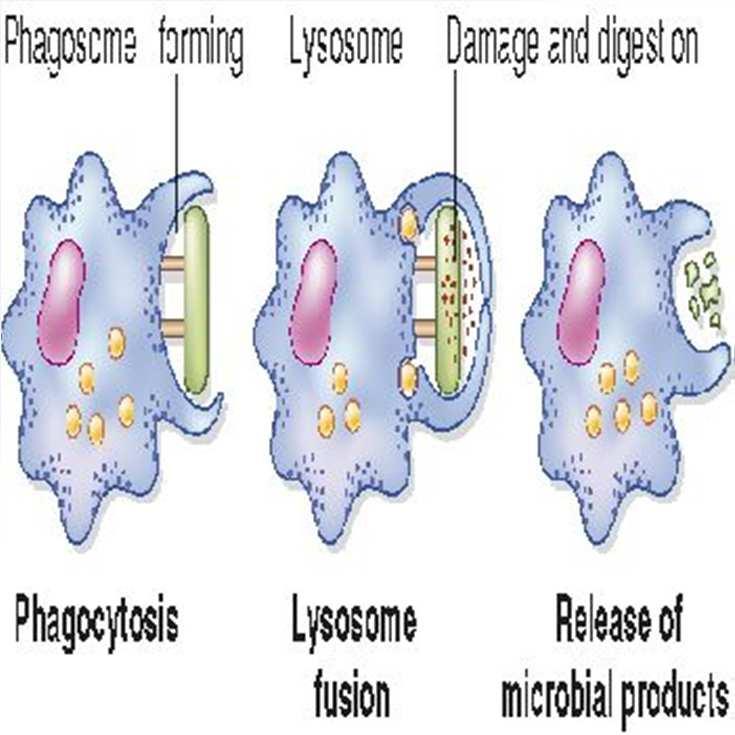 PHAGOCYTOSIS process when white cells