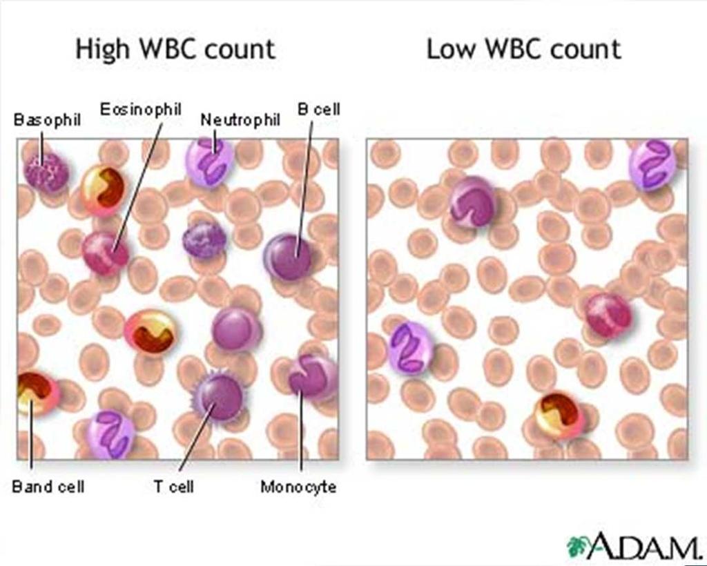 Inflammation LEUKOCYTOSIS increase in the number of white cells in response to