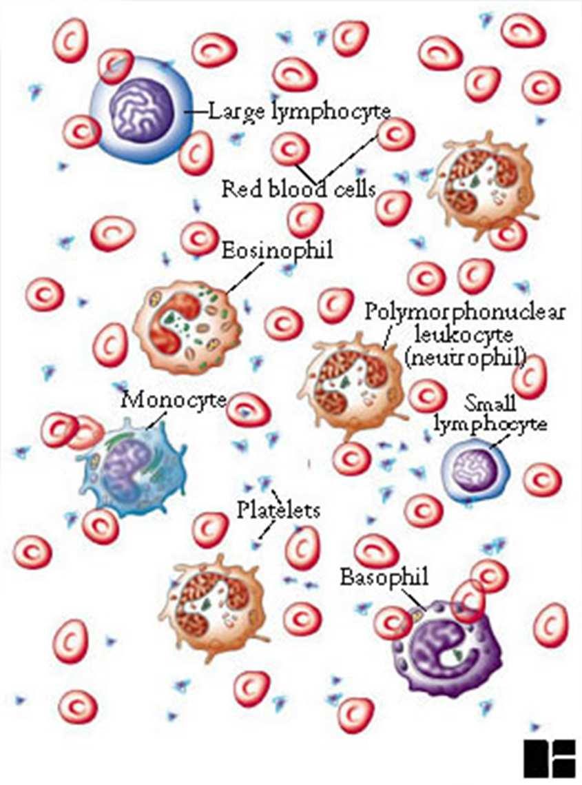 Thrombocytes (Platelets) Smallest of solid components of blood Synthesized in red marrow Not