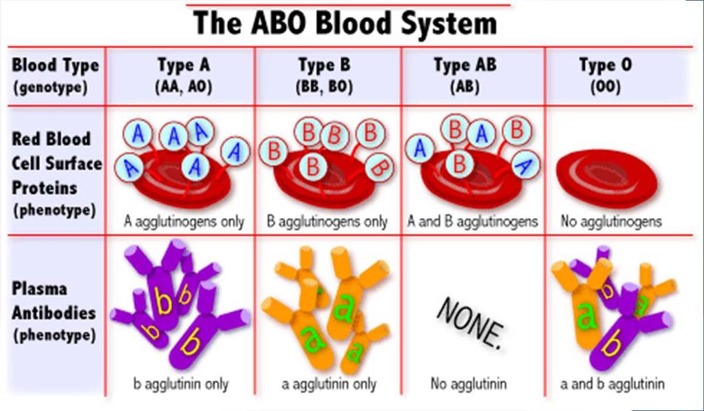 Blood Types Four major types of blood- A, B, AB and O Inherited from parents