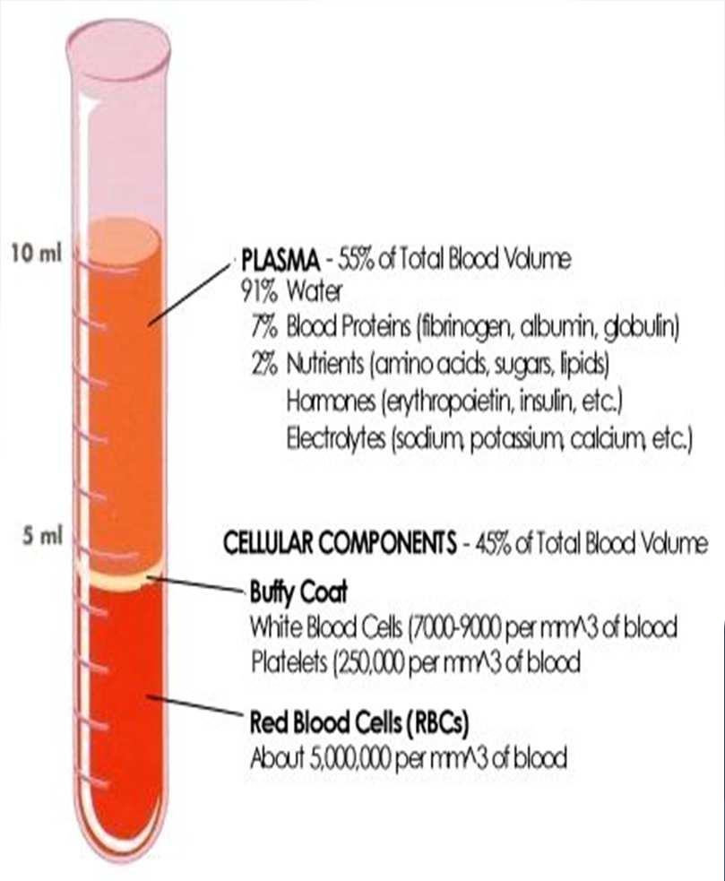 PLASMA Straw colored, contains Water Blood proteins Plasma proteins FIBRONOGEN necessary for blood clotting, synthesized in the liver ALBUMIN from the