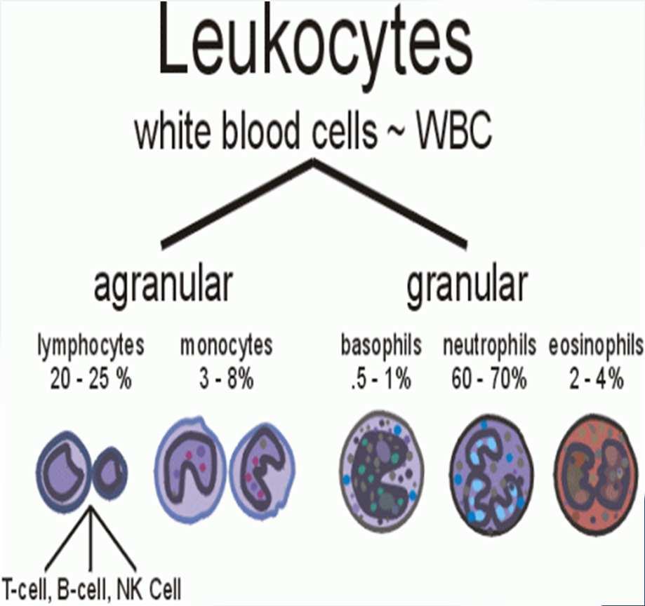 White Blood Cells LEUKOCYTES Larger than erythrocytes 5 types Normal leukocyte count =