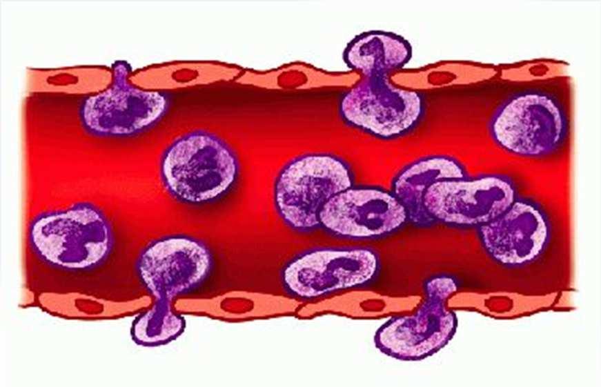 Leukocytes Basophils produce HEPARIN an anticoagulant DIAPEDESIS