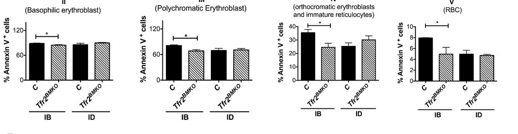 Erythroid cells are increased and apoptosis decreased in the bone