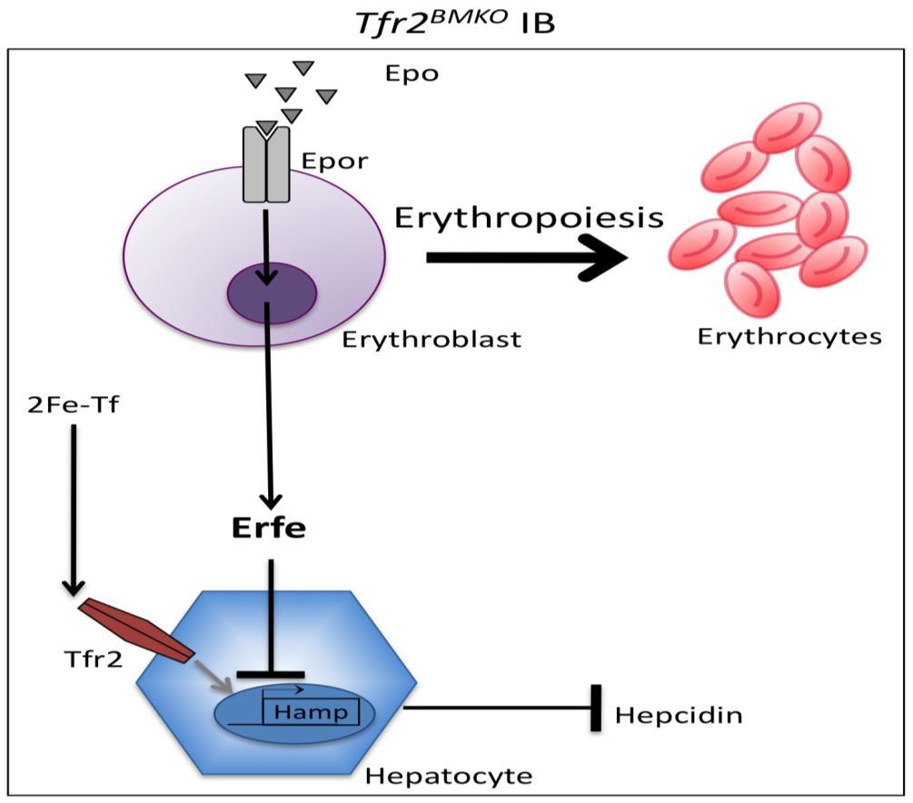 TFR2 links erythropoiesis and hepcidin TFR2 is stabilized on plasma membrane by the