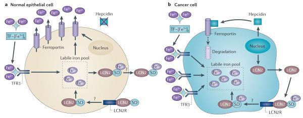 Iron handling by tumor cells A) Normal cell Cancer cell (Torti & Torti. Nat Rev Cancer 2013) Role of hepcidin/ferroportin axis in cancer Breast cancer: Pinnix et al.