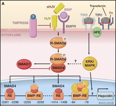 Hepcidin regulation and rare disorders of the pathway liver