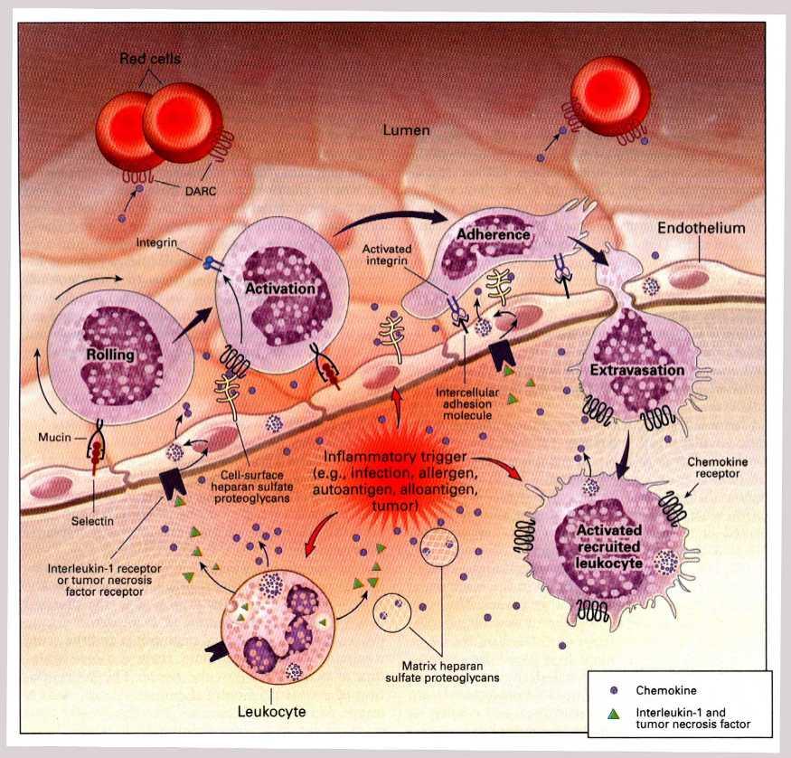 Part 1. Inflammation Chemokines Acute kidney injury (AKI): Neutrophils and monocytes image source: http://www.bio.davidson.