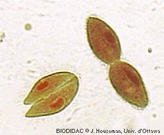 (Ciliates cont ) Reproduction: Binary fission (splitting in two) Conjugation (sharing of genetic material) Two paramecium line up and join together Macronuclei