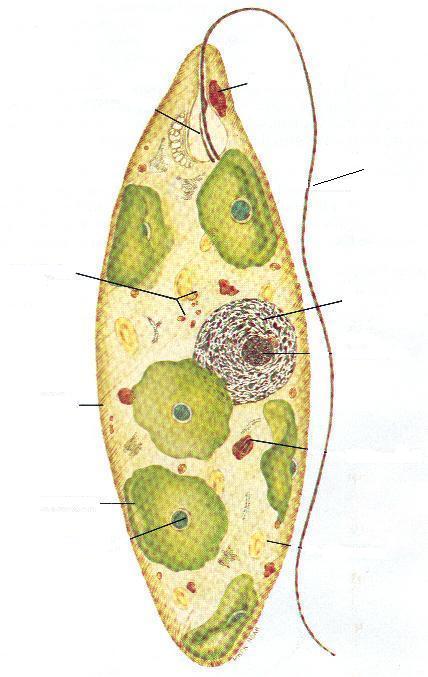 Pellicle chloroplasts Four Major Groups of Protozoans Cont. (Flagellates cont ) Three main groups of flagellates: Euglena eyespot flagella nucleus Paramylon body 3.