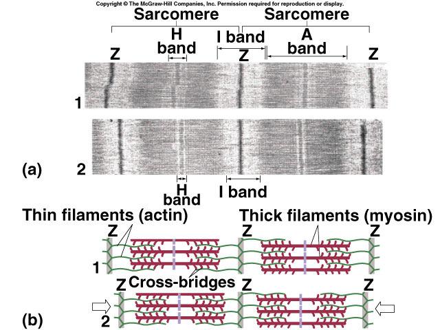 Sliding Filament mechanism Muscle filaments & Sarcomere Interacting