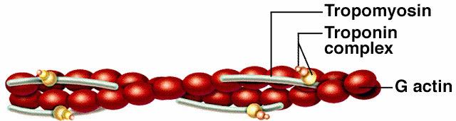 troponin molecules Thick filaments: myosin Protein myosin molecule