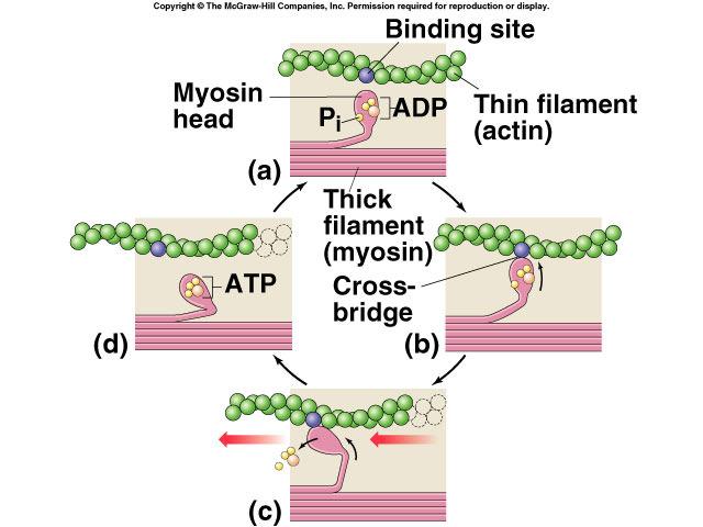 Cross bridge cycle Cleaving ATP allows myosin head to bind to actin