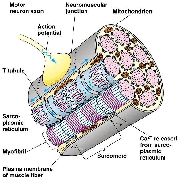 Nerve trigger of muscle action Nerve signal stimulates muscle cell s sarcoplasmic reticulum (SR) to release stored