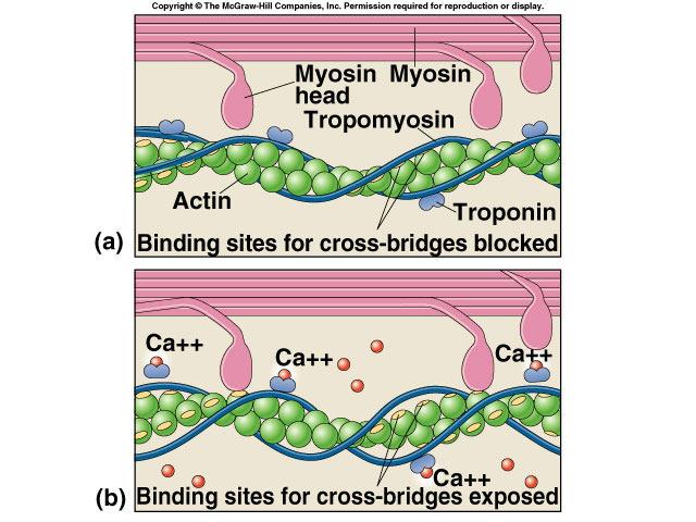 myosin heads bond to actin Sliding filament model Ratchet system myosin bonding with actin sliding thin & thick