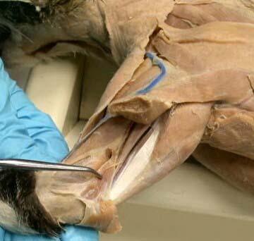 LAB 7 UPPER LIMBS MUSCLES Anconeus Muscle anconeus origin: distal end of dorsal surface of humerus insertion: lateral