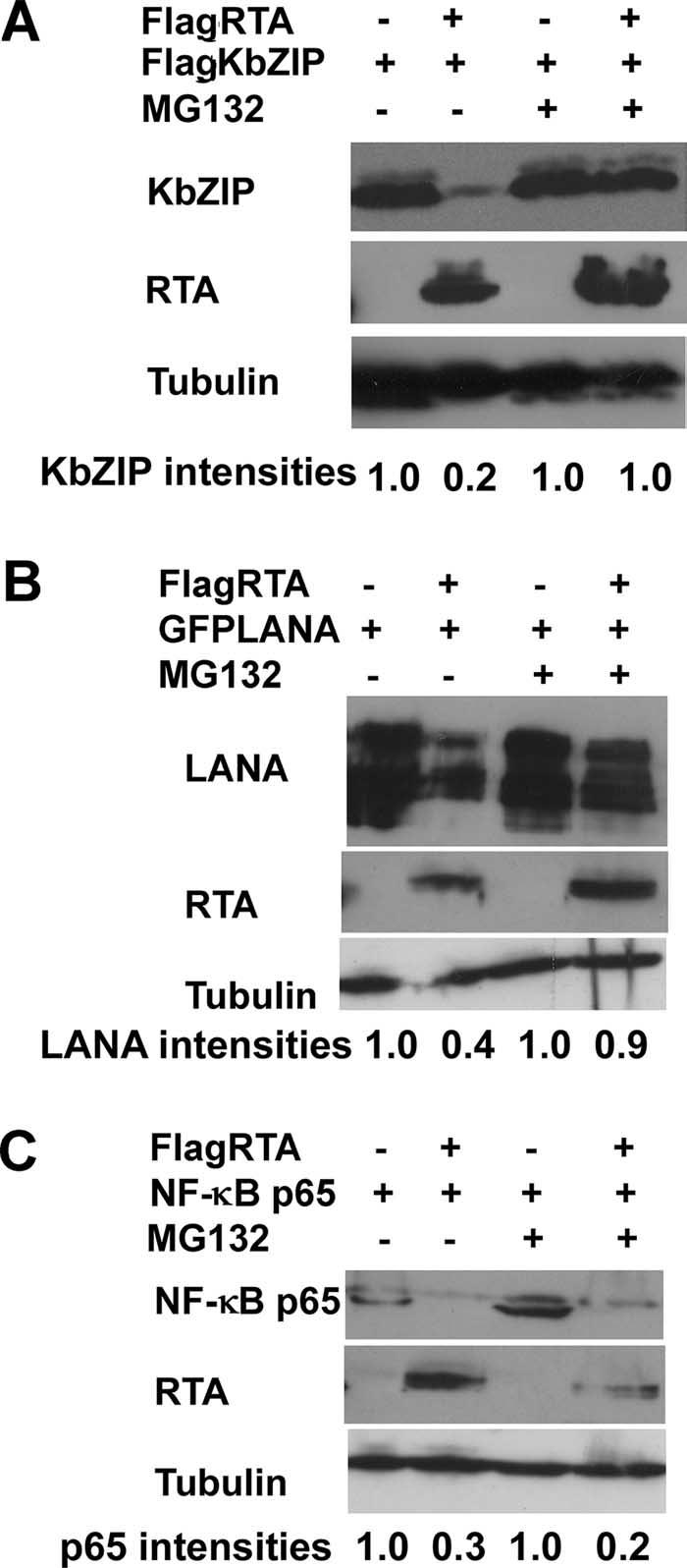 VOL. 82, 2008 KSHV RTA DEGRADES REPRESSORS 3599 lytic genes. The results showed that the mrna levels of KbZIP and K8.1 were lower in the presence of proteasome inhibitor (Fig.