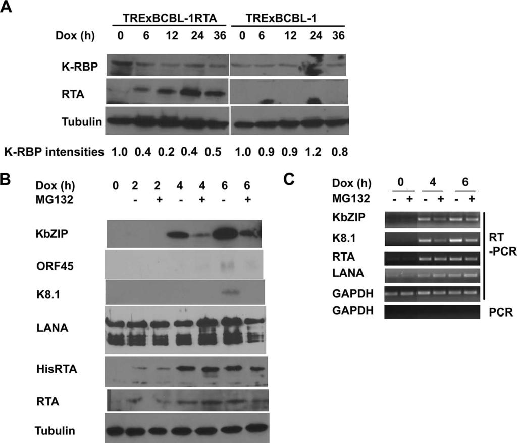 3600 YANG ET AL. J. VIROL. FIG. 8. The ubiquitin-proteasome pathway is involved in RTA-mediated lytic replication. (A) RTA expression reduces endogenous K-RBP levels during KSHV lytic replication.