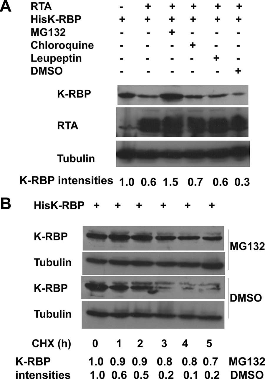 3594 YANG ET AL. J. VIROL. FIG. 2. K-RBP undergoes proteasomal degradation. (A) RTA induces K-RBP degradation via proteasome pathway. 293T cells were cotransfected with 1.
