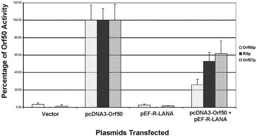 VOL. 79, 2005 RRV LANA INHIBITS VIRAL REPLICATION 3135 FIG. 6. R-LANA inhibits RRV lytic replication. RhFs were transfected with either pef or pef-r-lana FLAG.