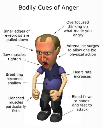 Physiological Clues to Anger Adrenaline surge Increased heart rate Blood flows to hands and feet for attack