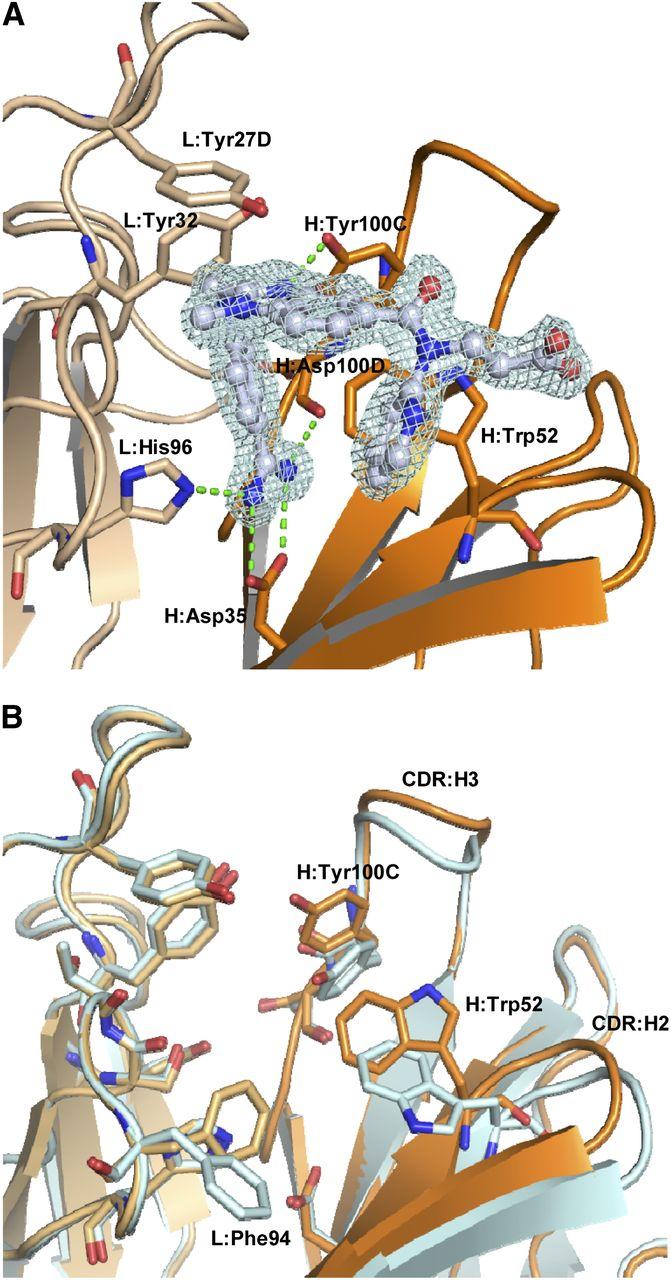 ANTIDOTES IN DEVELOPMENT Idarucizumab (BI 655075) Target: Dabigatran Structure: Humanized antibody fragment (FAb) to dabigatran Andexanet alpha