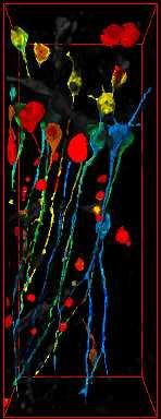 Neuronal Cl i in brain slices is increased near the cut edges P6 acute hippcampal slice Z stack of CA1