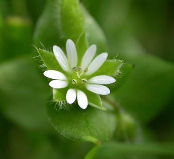 Suitable Herbs for Infused Oils Stellaria media (Chickweed) The whole plant makes a green oil.