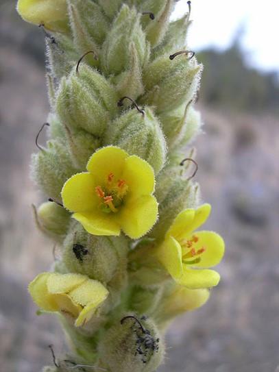 Suitable Herbs for Infused Oils Verbascum thapsus (Mullein) Only the fresh flowers are used to make the infused oil. Good for ear infections.