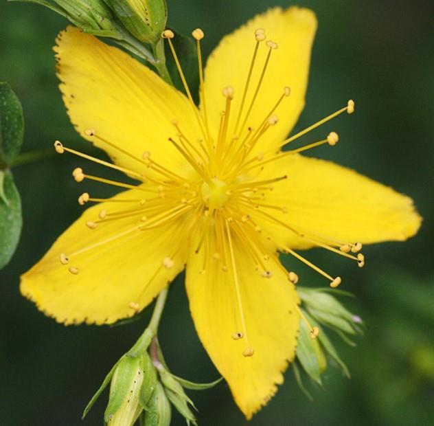 Suitable Herbs for Infused Oils Hypericum perforatum (St John s wort) Only the flowers are used for infused oils and are best used fresh.